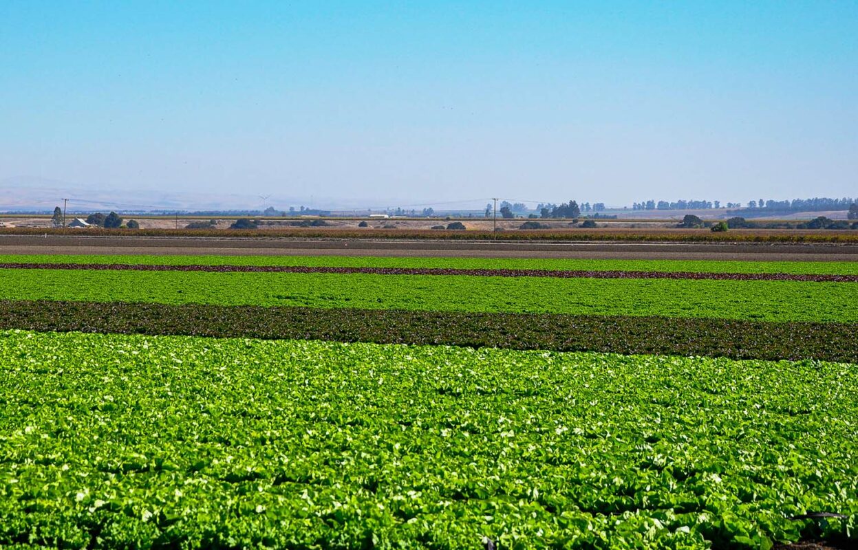 Two tone lettuce field